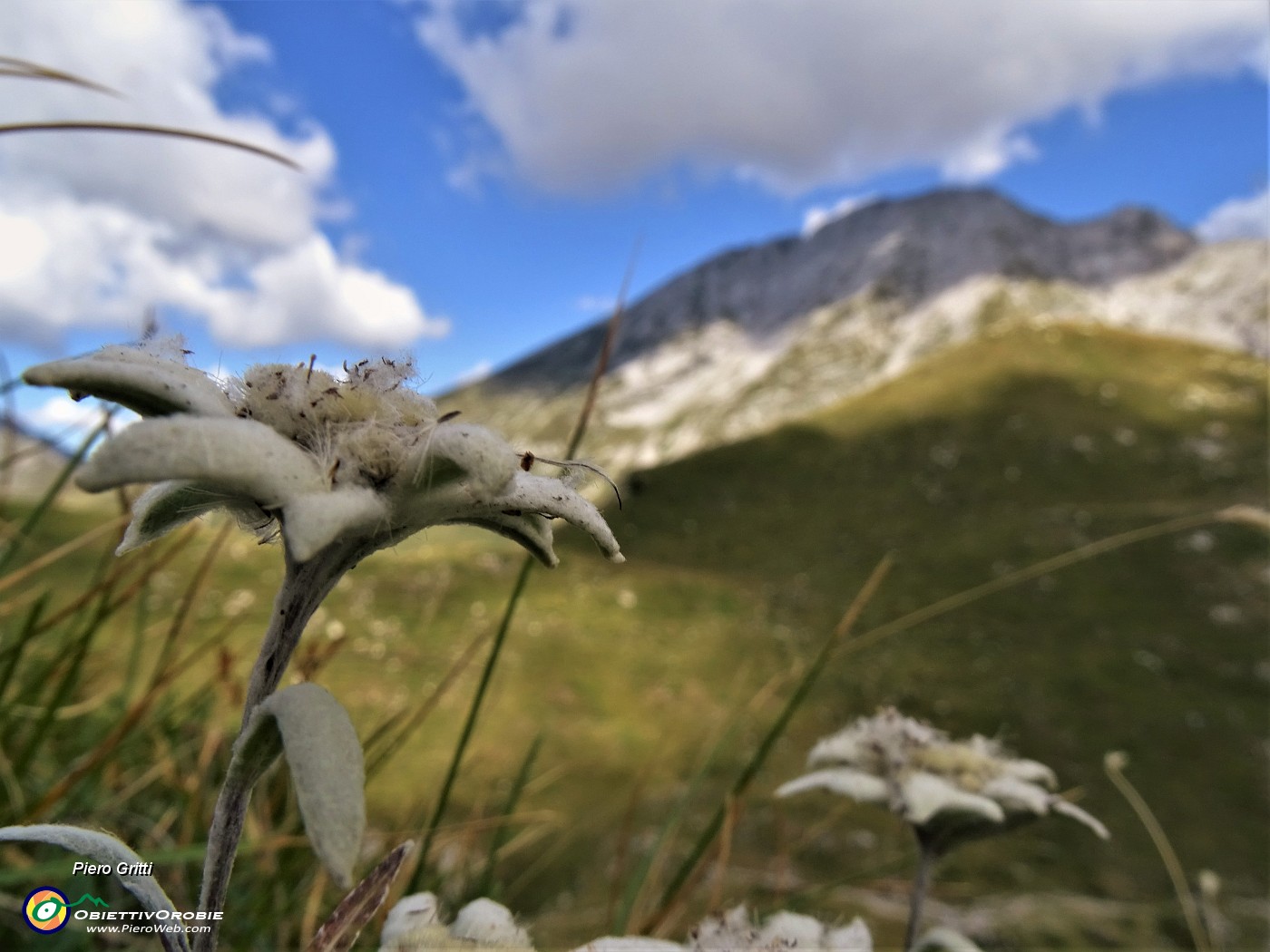 40 Leontopodium alpinum (Stelle alpine) su Cima Foppazzi versante nord con vista in Pizzo Arera.JPG